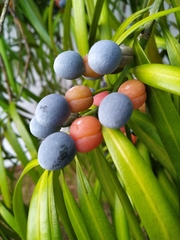 Podocarpus grayae