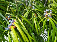 Podocarpus grayae