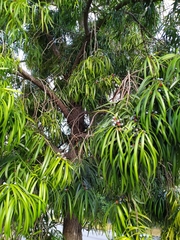 Podocarpus grayae