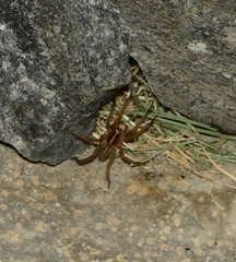 Centroctenus brevipes