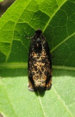 Pristerognatha