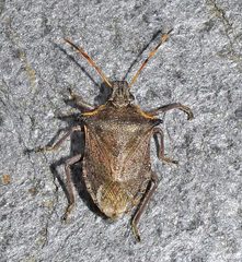 Picromerus nigridens