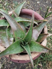 Aloe