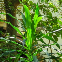 Campylorhynchus turdinus