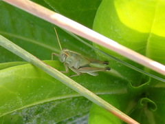 Schistocerca americana