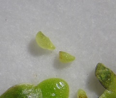 Wolffia brasiliensis