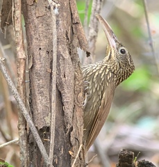 Xiphorhynchus flavigaster image