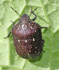 Psacasta exanthematica