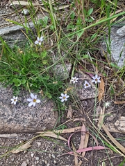 Sisyrinchium platense