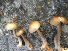 Agaricales