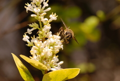Eristalis tenax