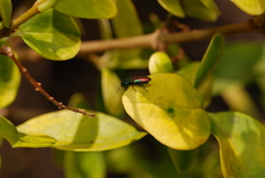 Bilyaxia concinna