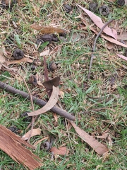 Panyapedaliodes drymaea