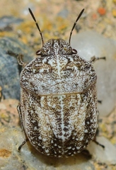 Psacasta tuberculata
