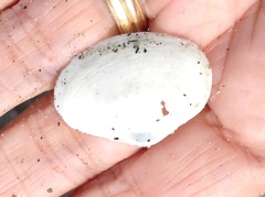 Mactrotoma californica