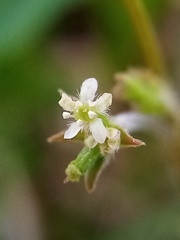 Chaerophyllum ramosum
