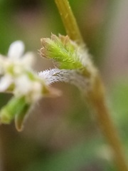 Chaerophyllum ramosum