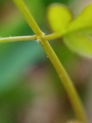 Chaerophyllum ramosum
