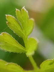 Chaerophyllum ramosum
