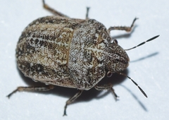 Psacasta tuberculata