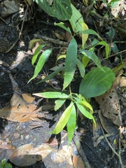 Mespilodaphne quixos