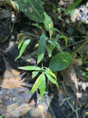 Mespilodaphne quixos