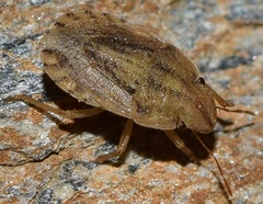 Sciocoris sulcatus