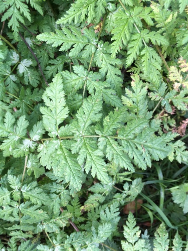 Cicely (Myrrhis odorata)