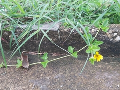 Sphagneticola trilobata