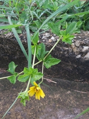 Sphagneticola trilobata