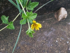 Sphagneticola trilobata