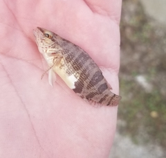 Serranus subligarius