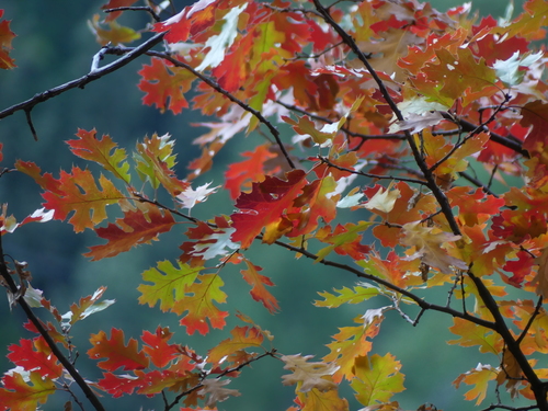 California black oak