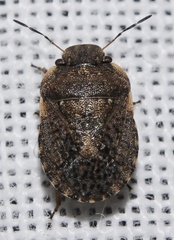 Sciocoris maculatus
