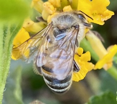 Apis mellifera