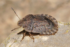 Sciocoris microphthalmus