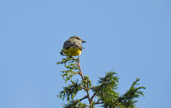 Tyrannus verticalis