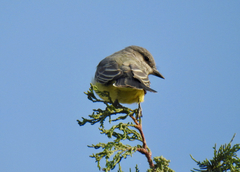 Tyrannus verticalis