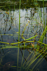 Sagittaria rigida
