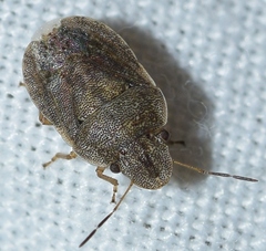 Sciocoris modestus