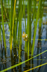 Sagittaria rigida