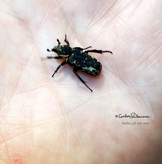 Genuchinus velutinus