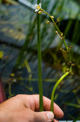 Sagittaria rigida
