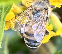 Apis mellifera