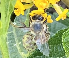 Apis mellifera