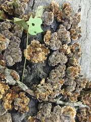 Inonotus glomeratus