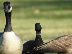 Branta canadensis