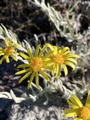 Senecio ostenii