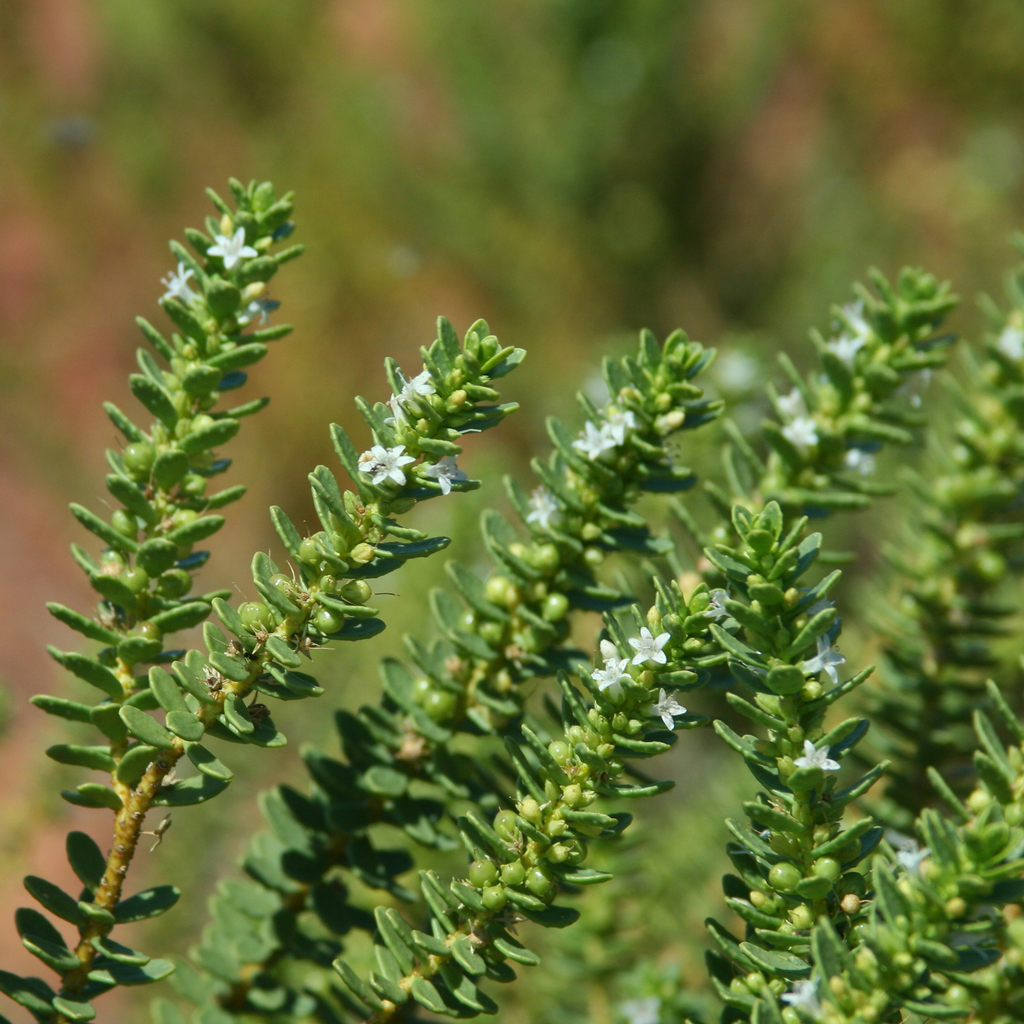 Myoporum brevipes