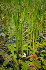 Sagittaria rigida